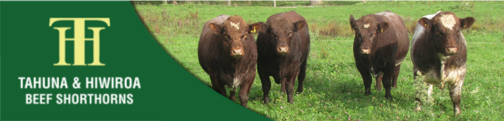 Tahuna & Hiwiroa Shorthorns